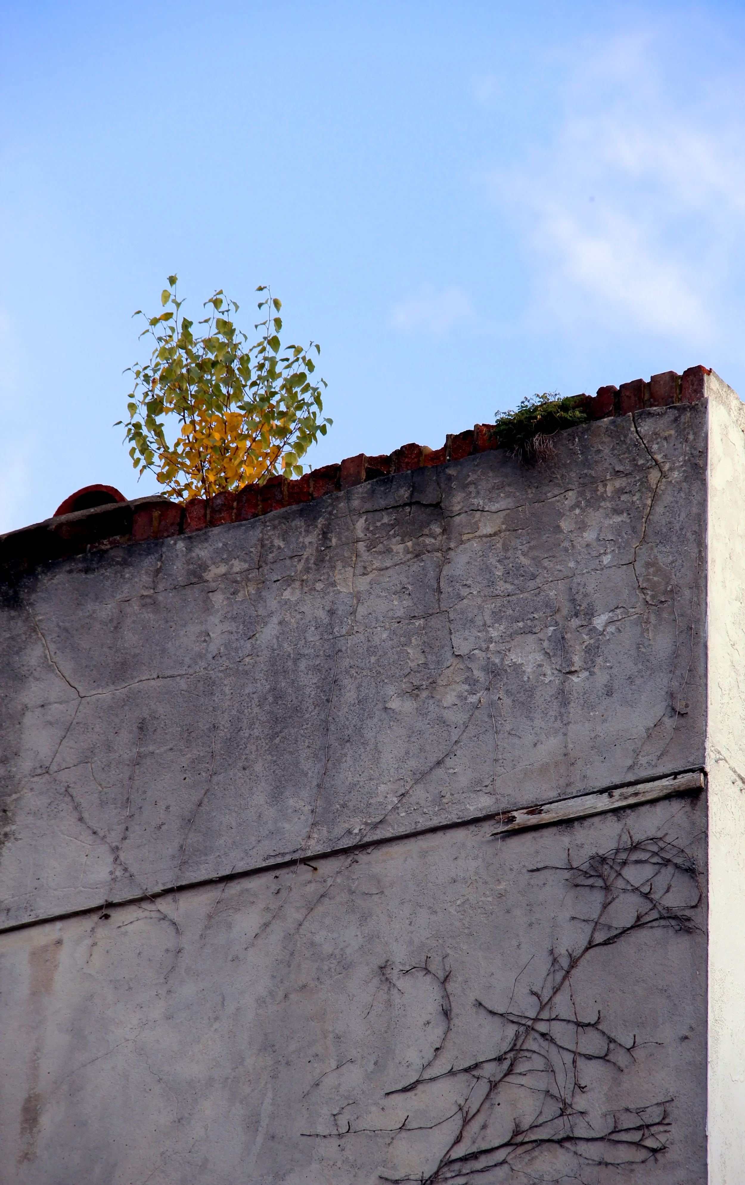 On the roof