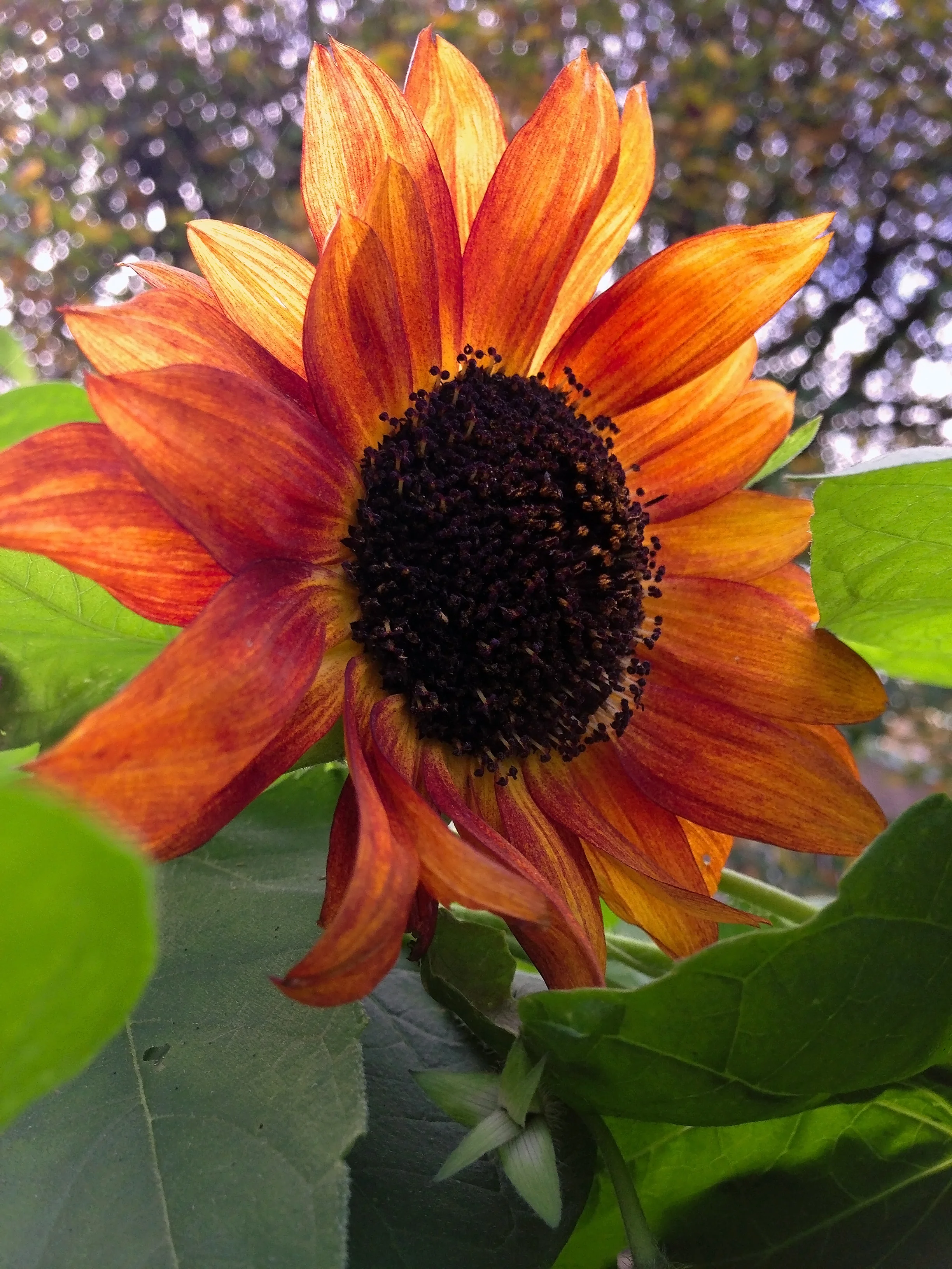 Girasol