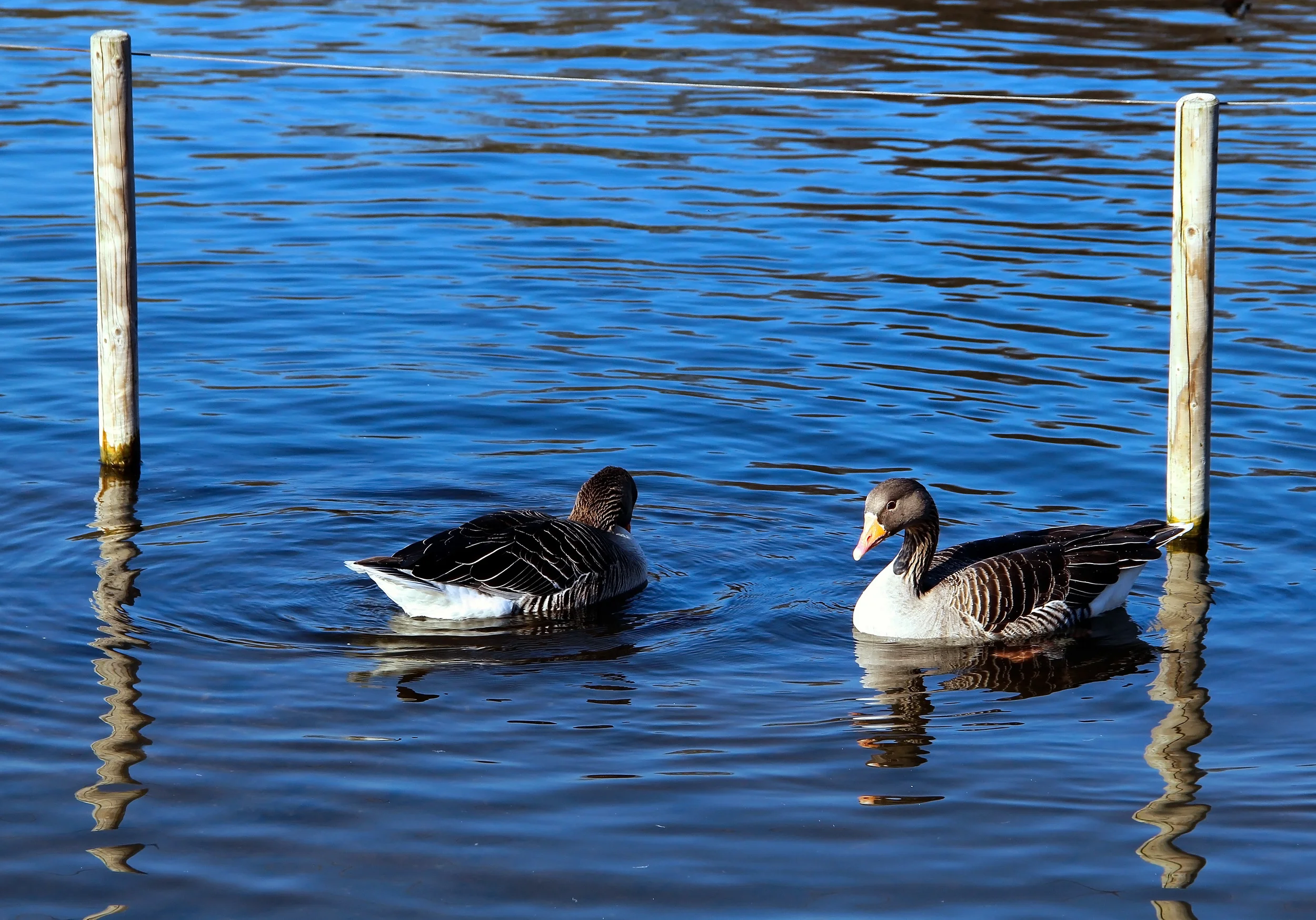 Together, in different looking's