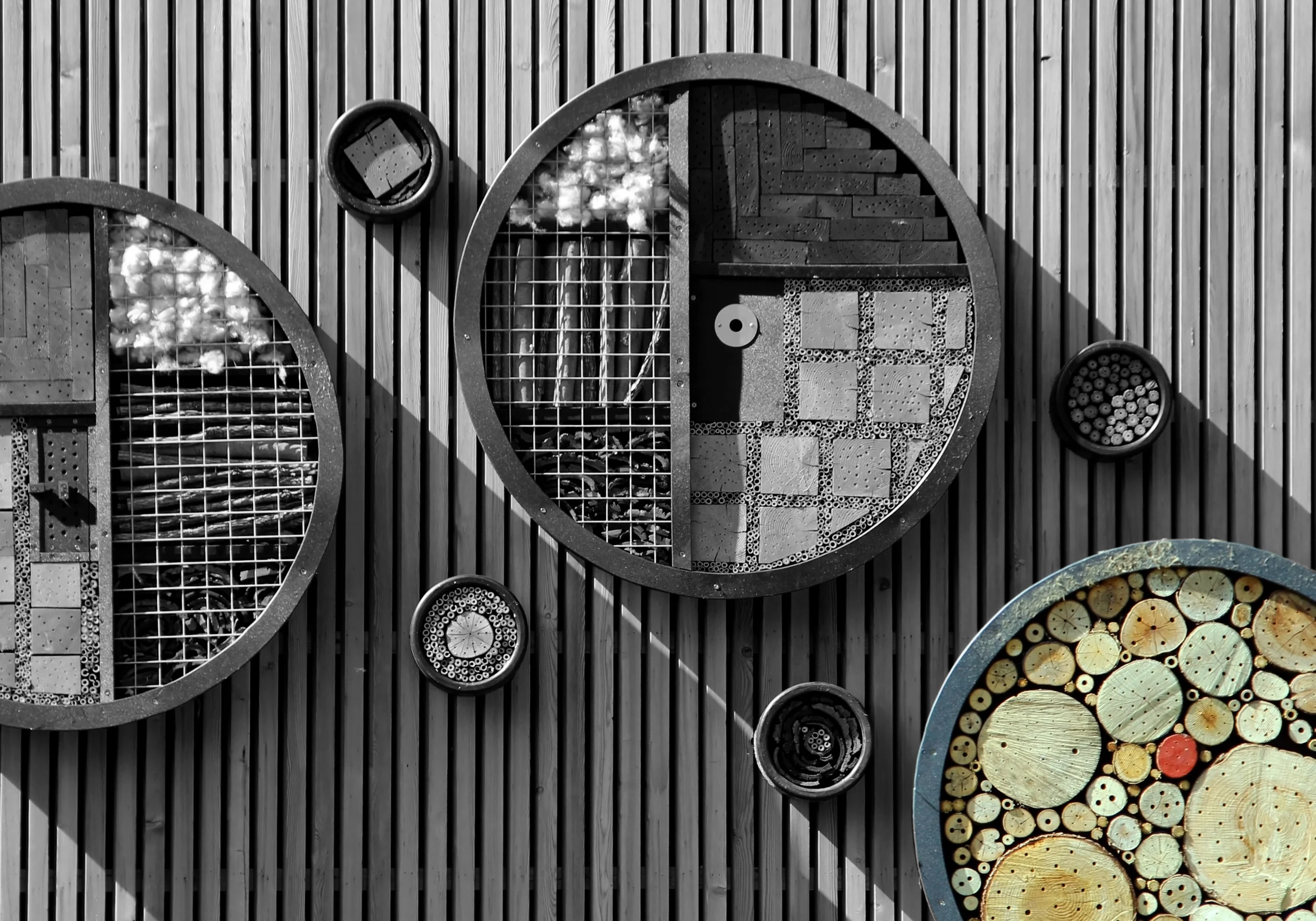 Woody Circles