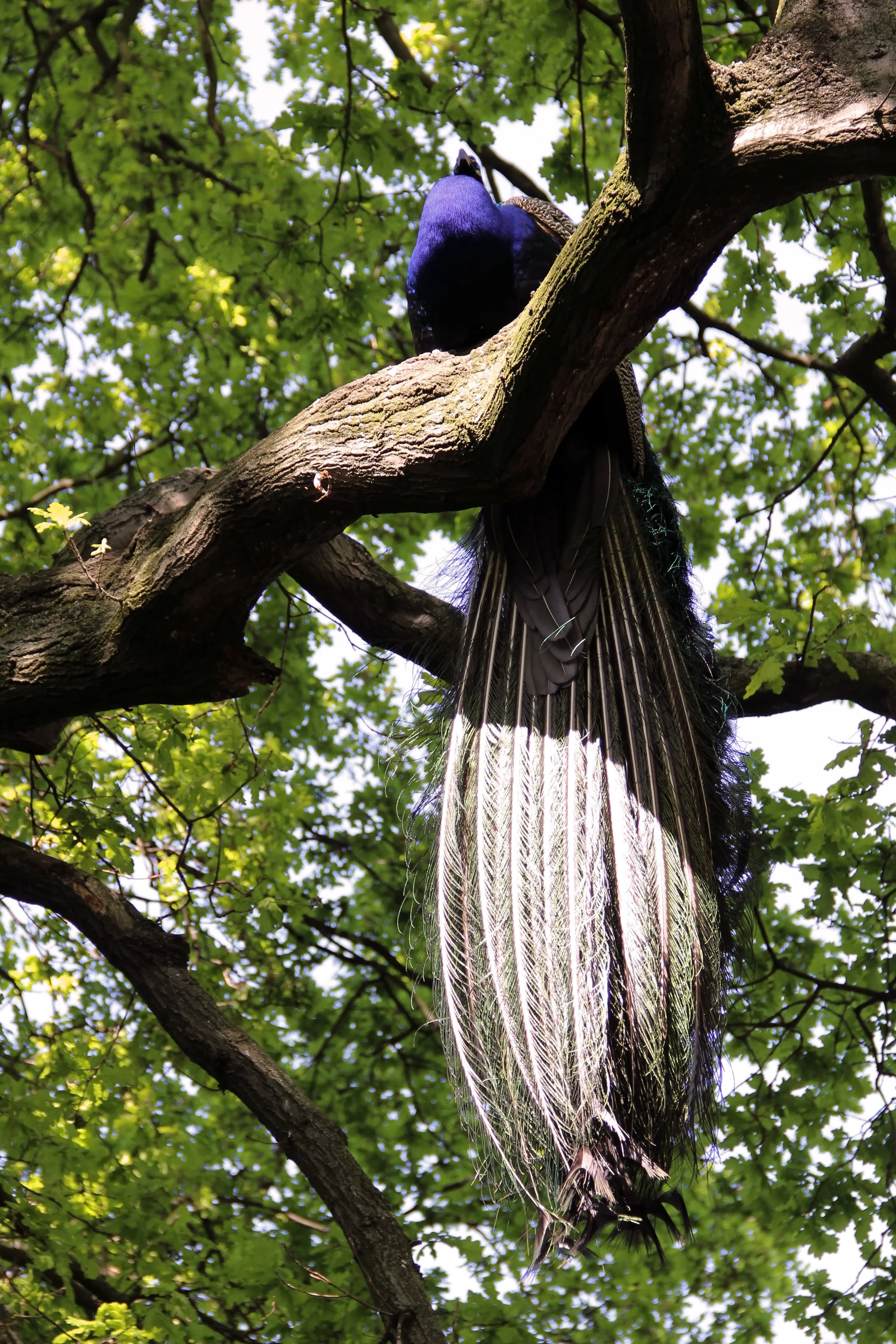 On The Tree