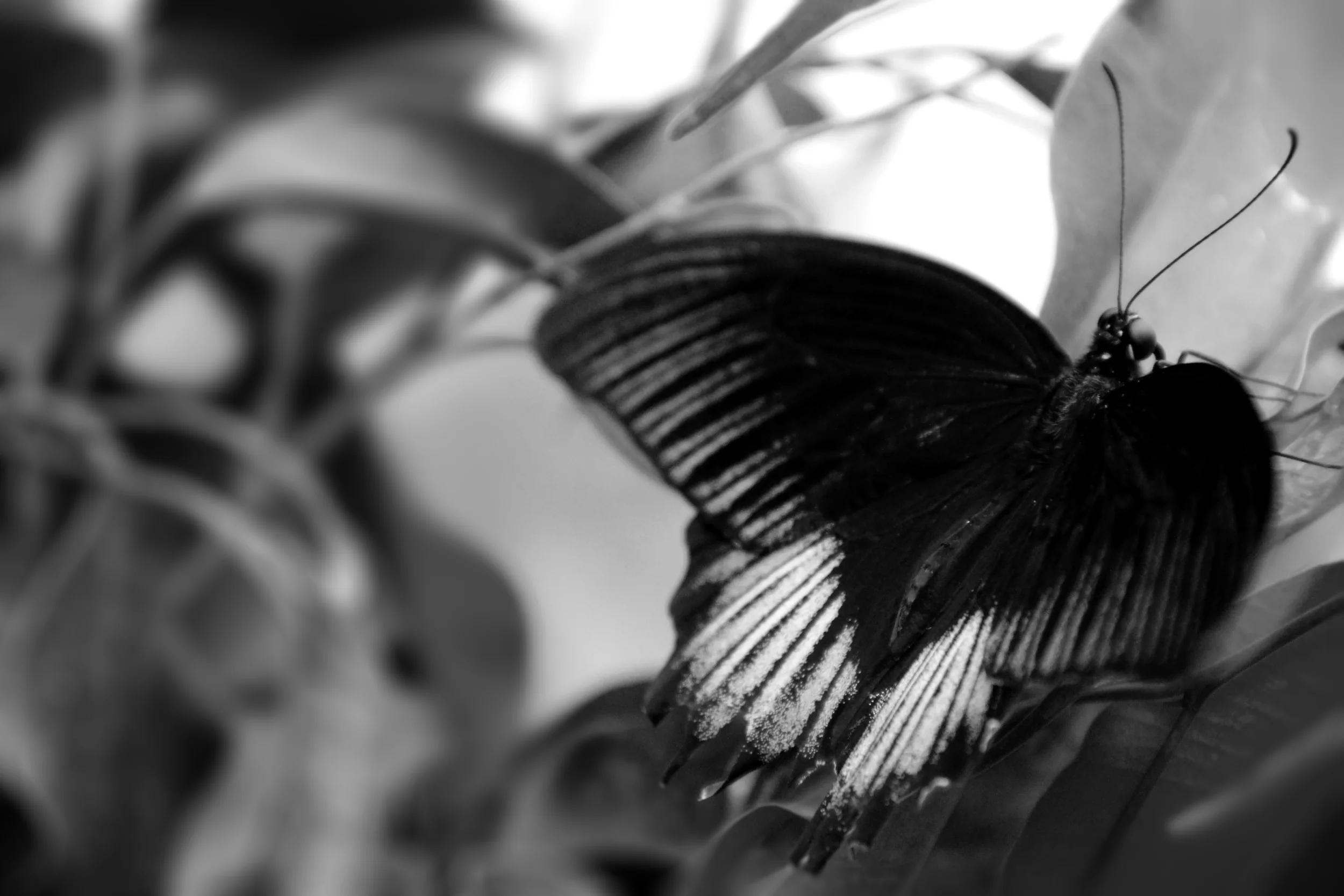 Black Beauty