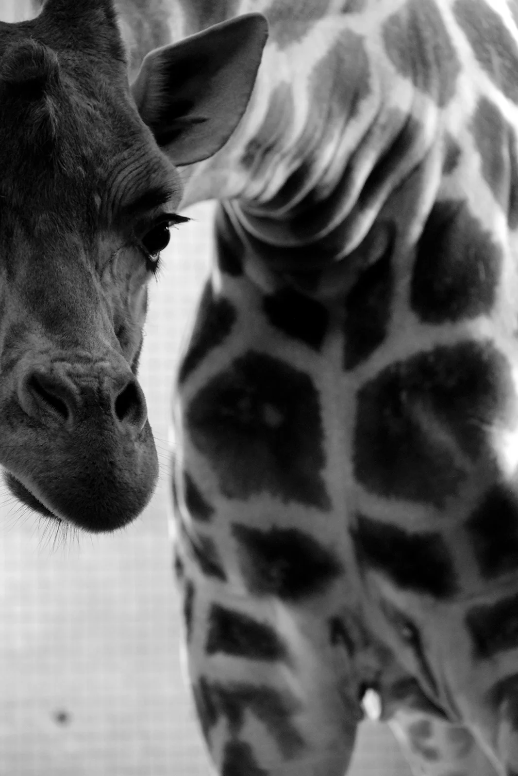 A curious looking