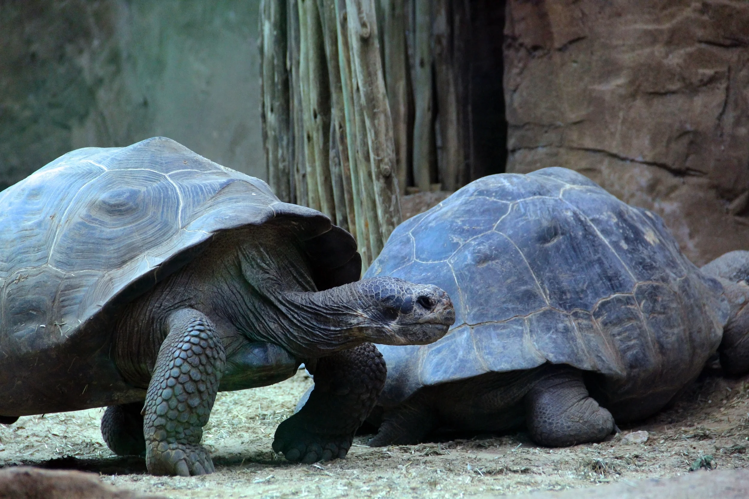 Tortoise Long Life