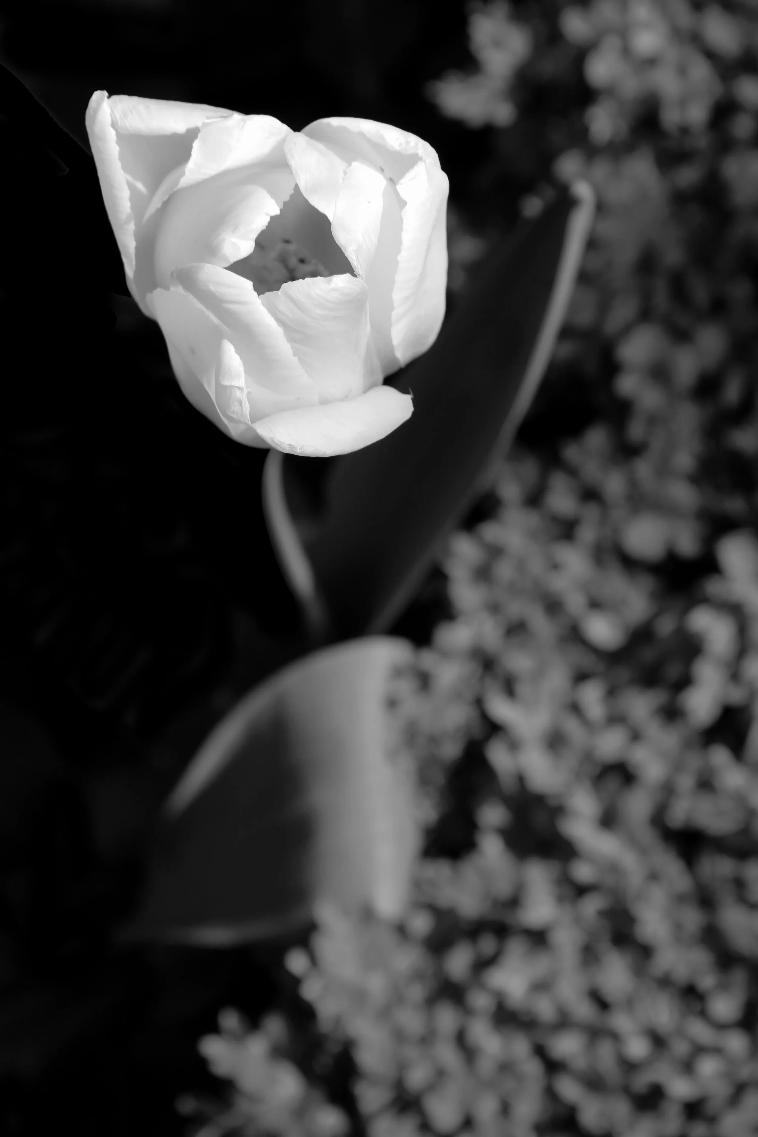 Black And White