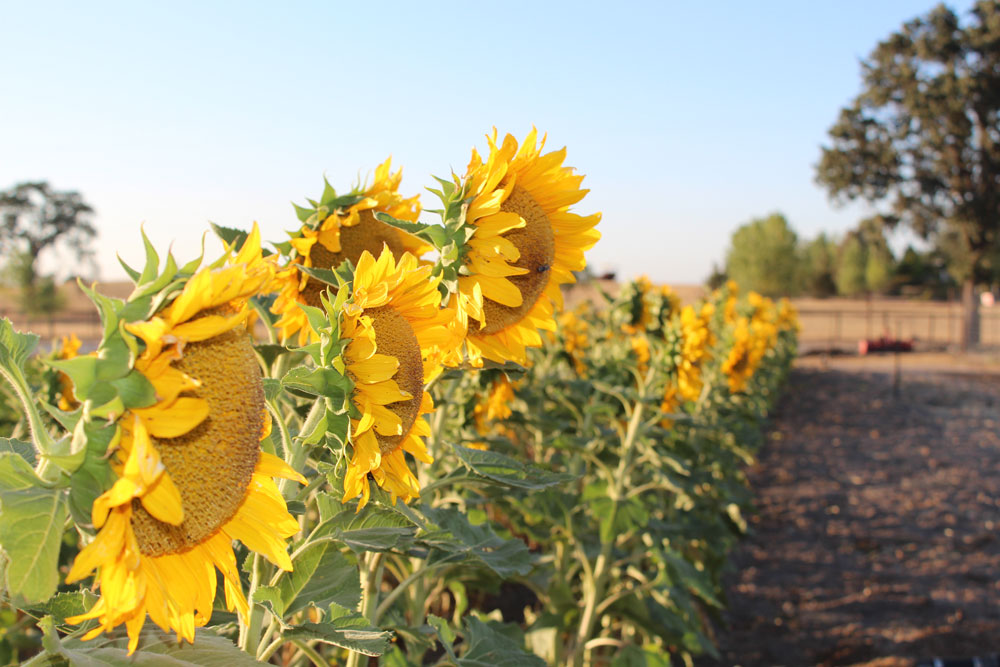 sunflowers-many.jpg