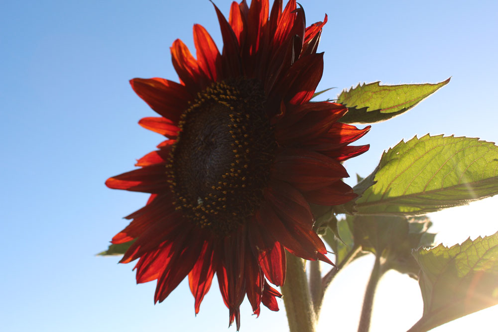 red-sunflower.jpg