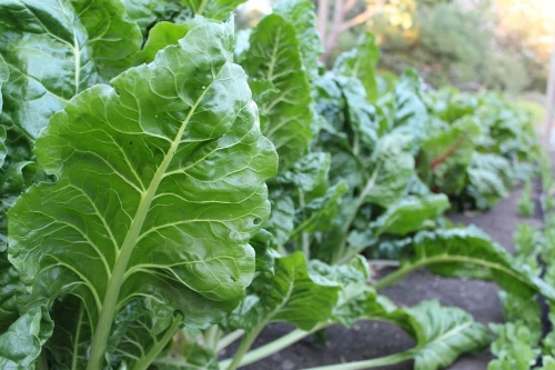 OUR SPRING HARVEST