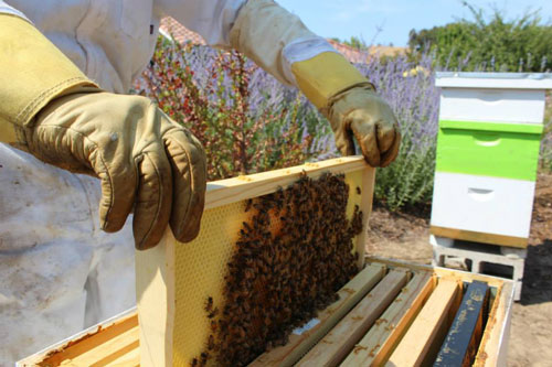 TVF-bees-honey-honeycomb-organic.jpg