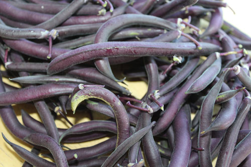 purple-beans-organic.jpg