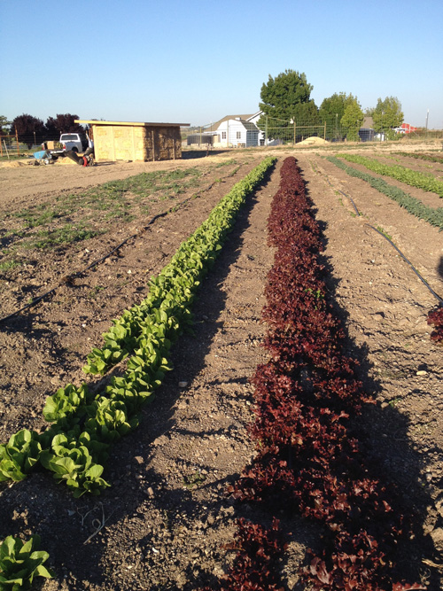 lettuce-crops.jpg