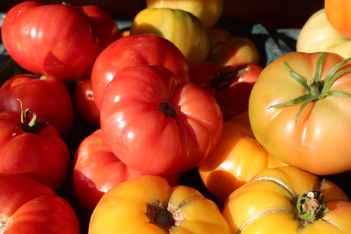 tomatoes-500.jpg