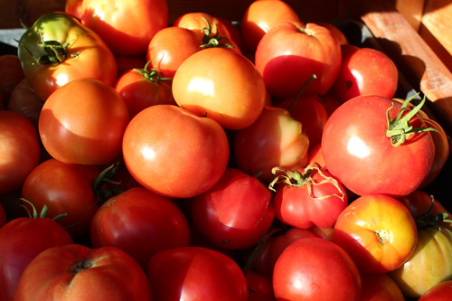 tomatoes-mixed.jpg