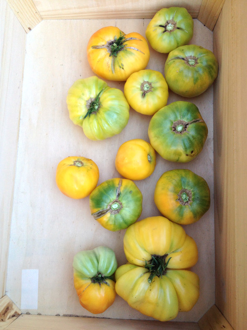 tomatoes-yellow.jpg
