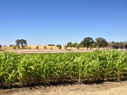 corn-crop-organic.jpg