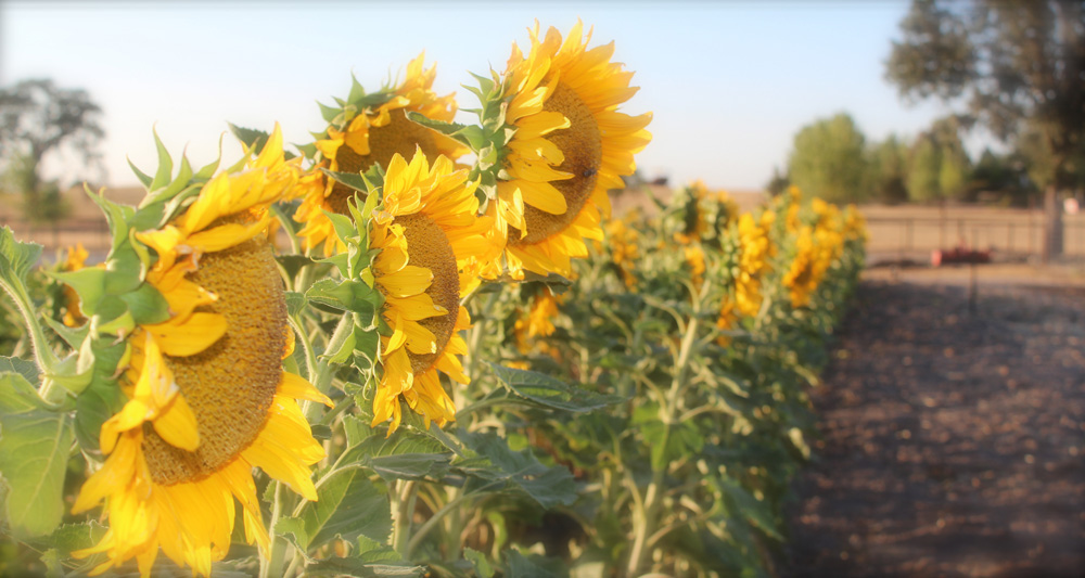 new-slider-sunflowers.jpg