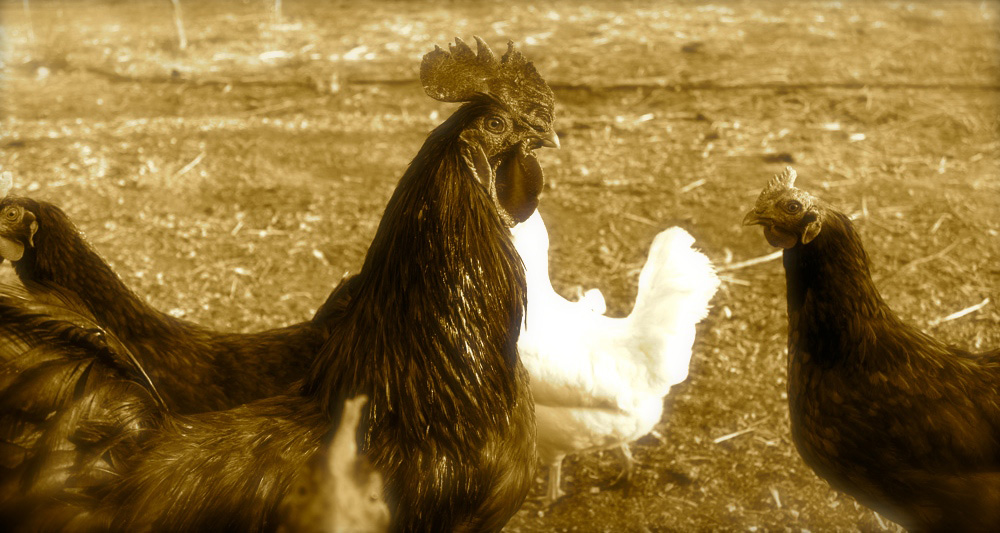 new-slider-chickens.jpg