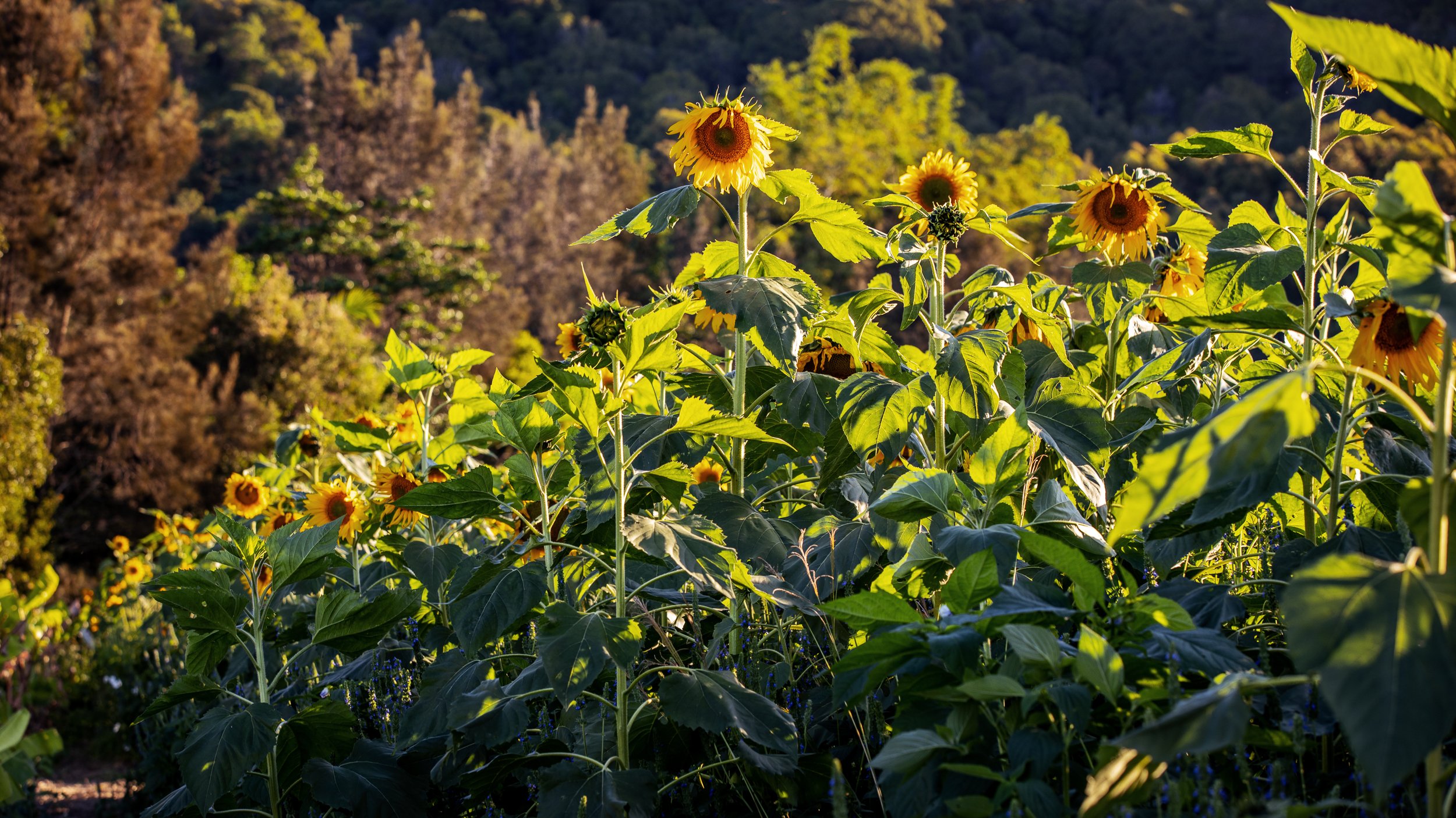20190515-CGA-Social&Website-16x9-14.jpg (Copy)