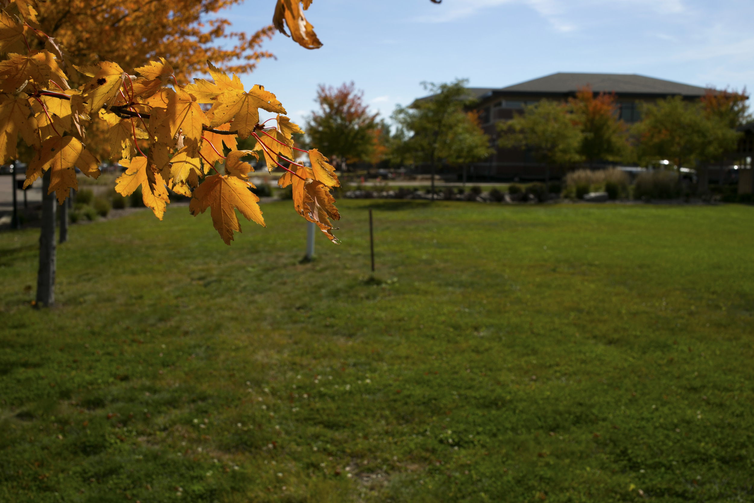 fall_leaves_03.jpg