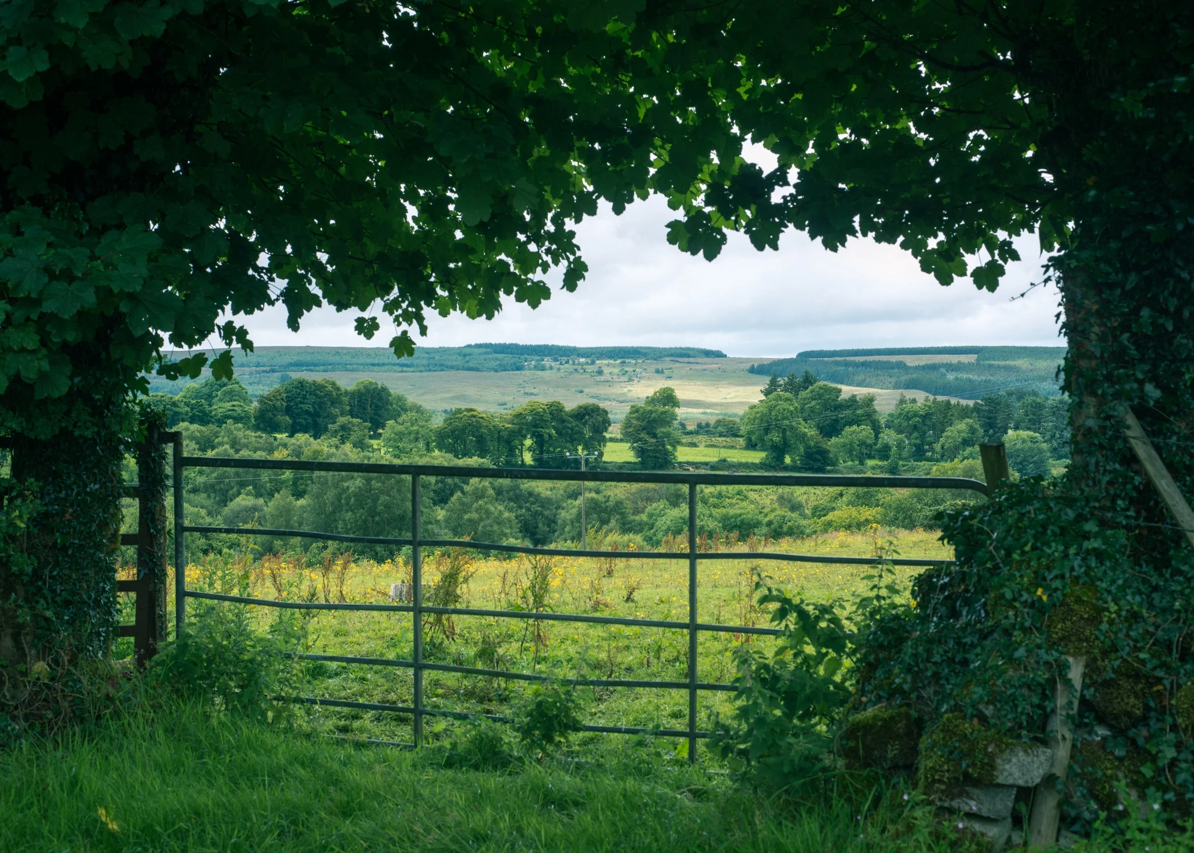 vice-ireland (1 of 1)-2.jpg