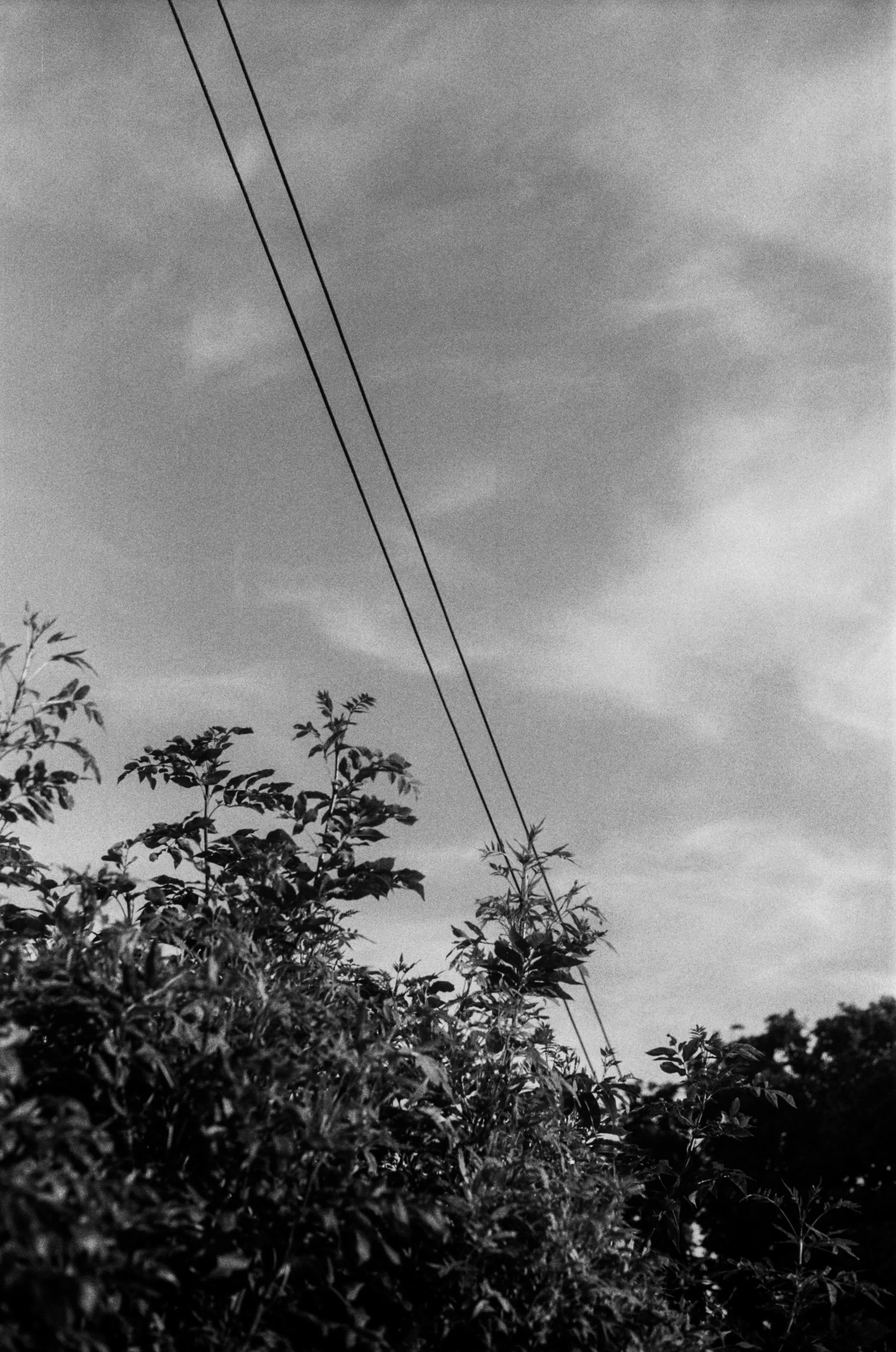 lines (1 of 1).jpg