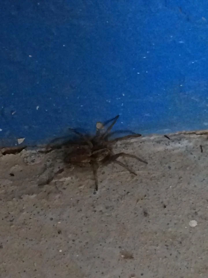 Another resident...