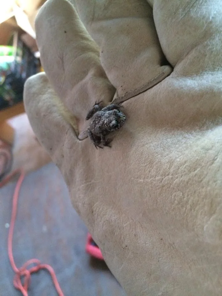 We even found a bunch of toads living under the stage.