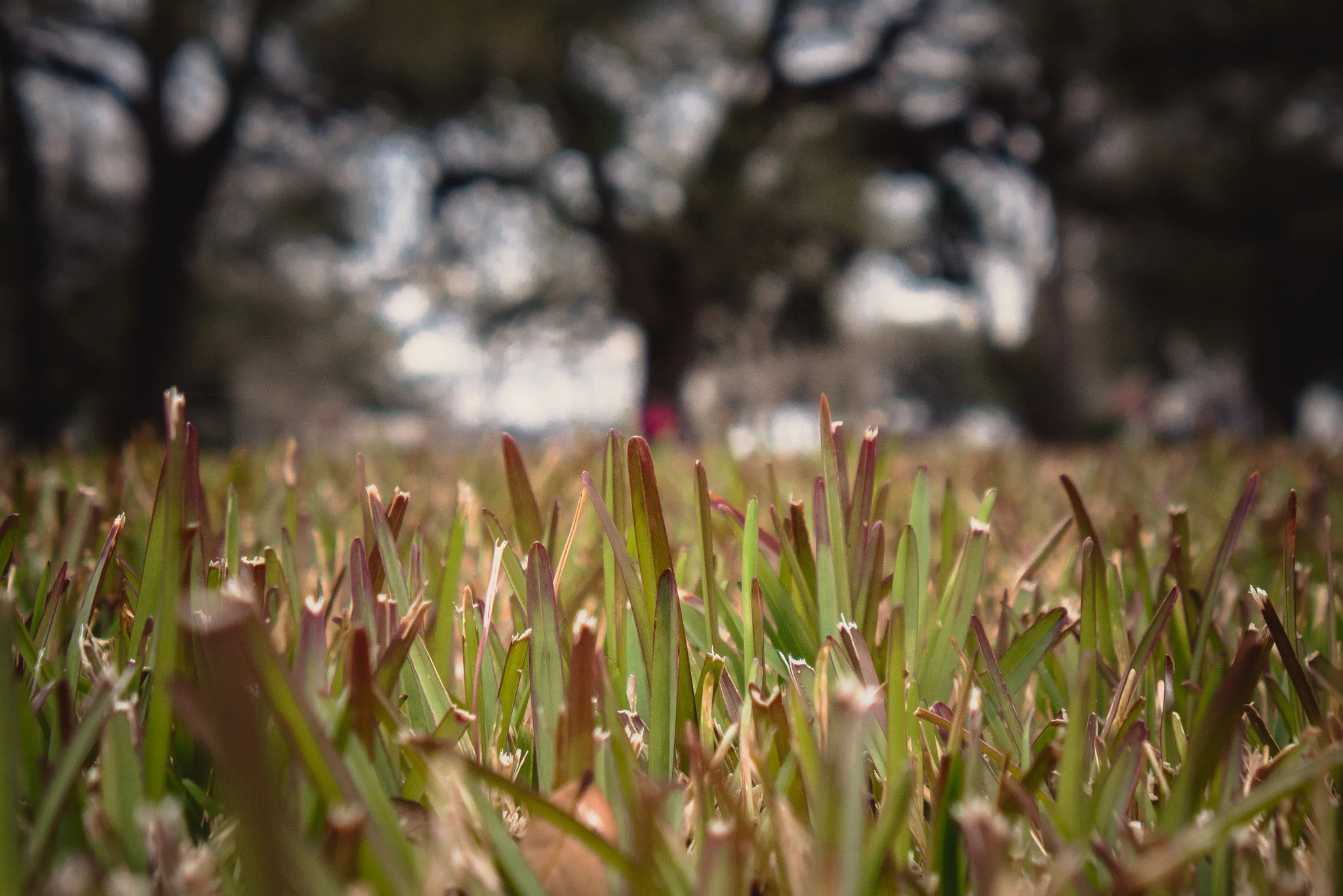 The Oak Alley Plantation Road Trip