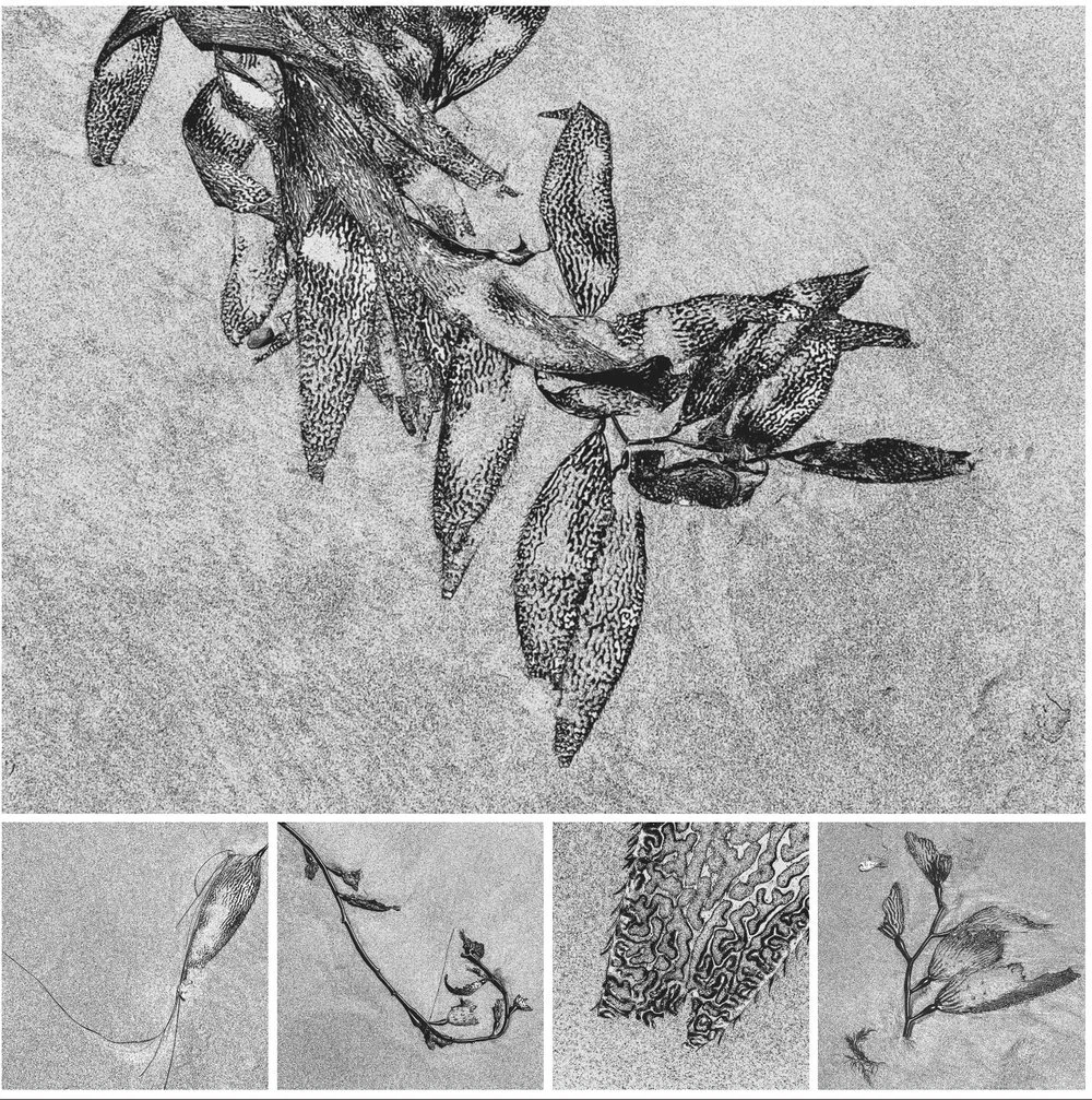 The Sea Came to the Shore: Prints