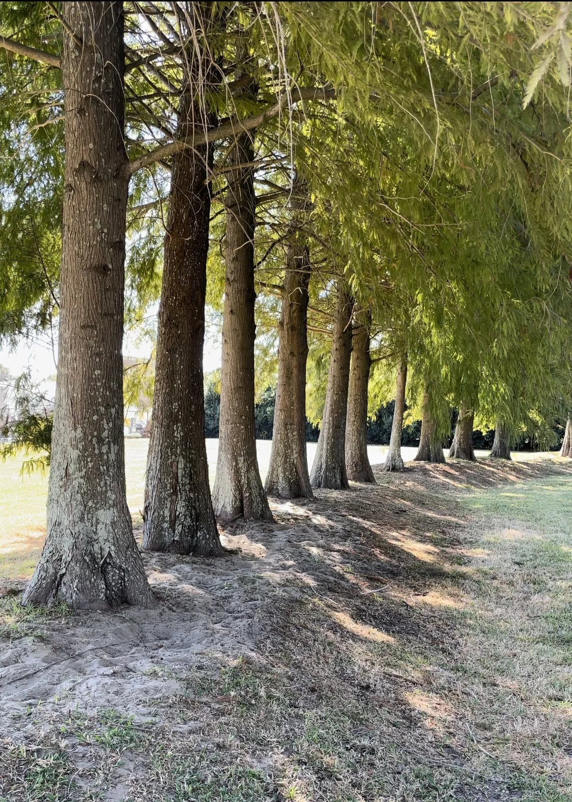 Does New Orleans Actually Bury its Dead?