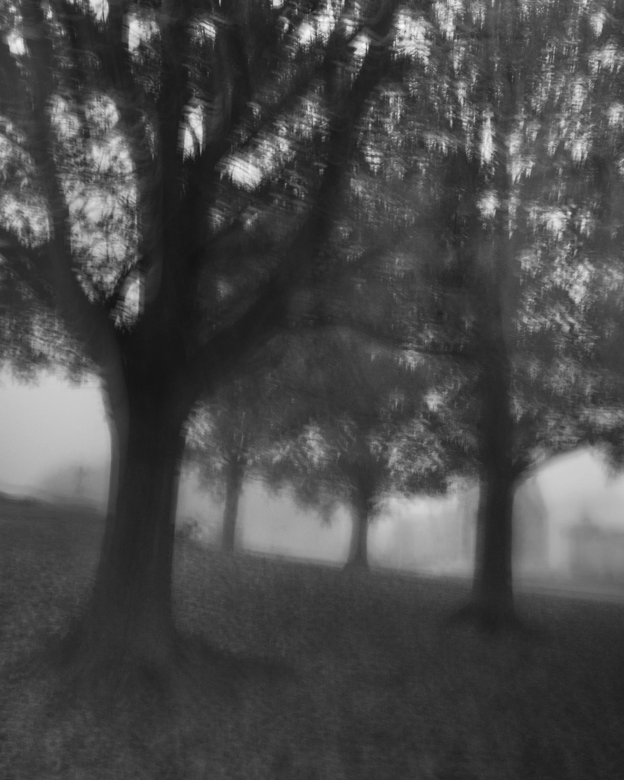 A blurry, black-and-white photograph of trees with an unclear background, possibly taken through a window or with motion blur.
