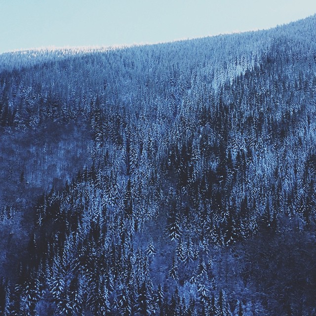 snow daze ❄️🌲