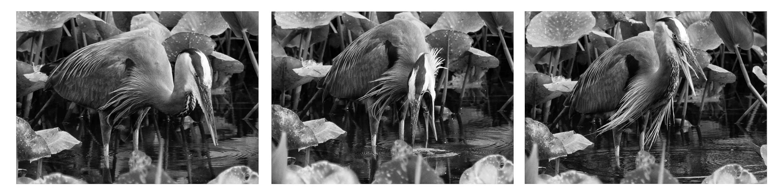 Heron-Triplet-Websmall.jpg