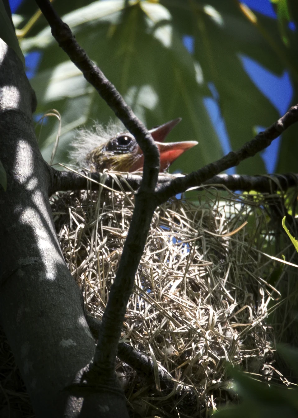 The young birds would cry out for their parents after they left the nest in search of more bugs. They looked so incredibly frail, yet packed a loud chirp!
