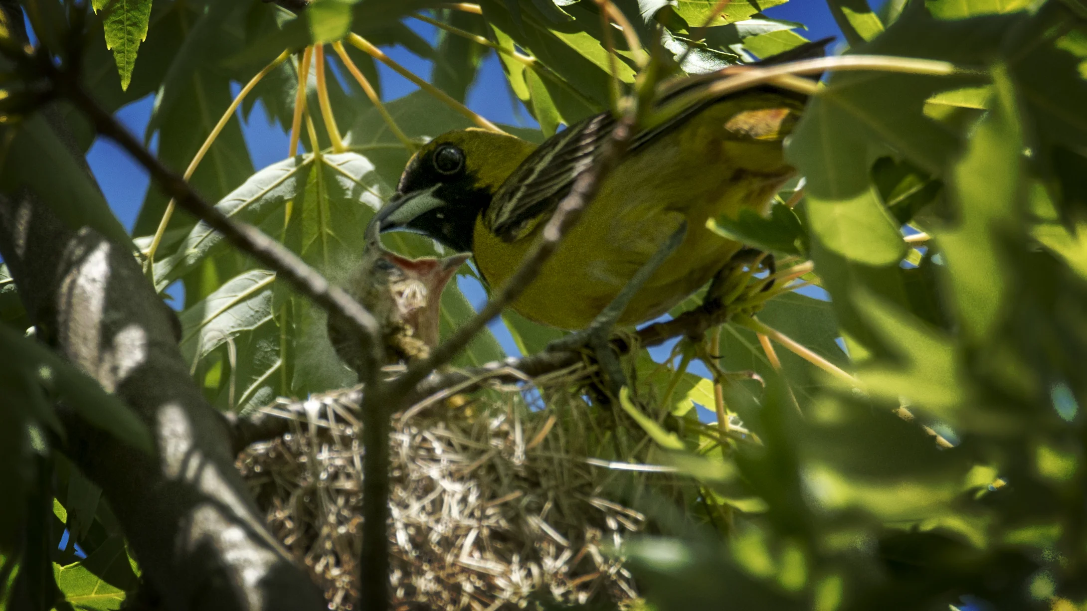 The male Orchard Oriole delivering some fresh insects to his young. There were at least two babies in this nest.
