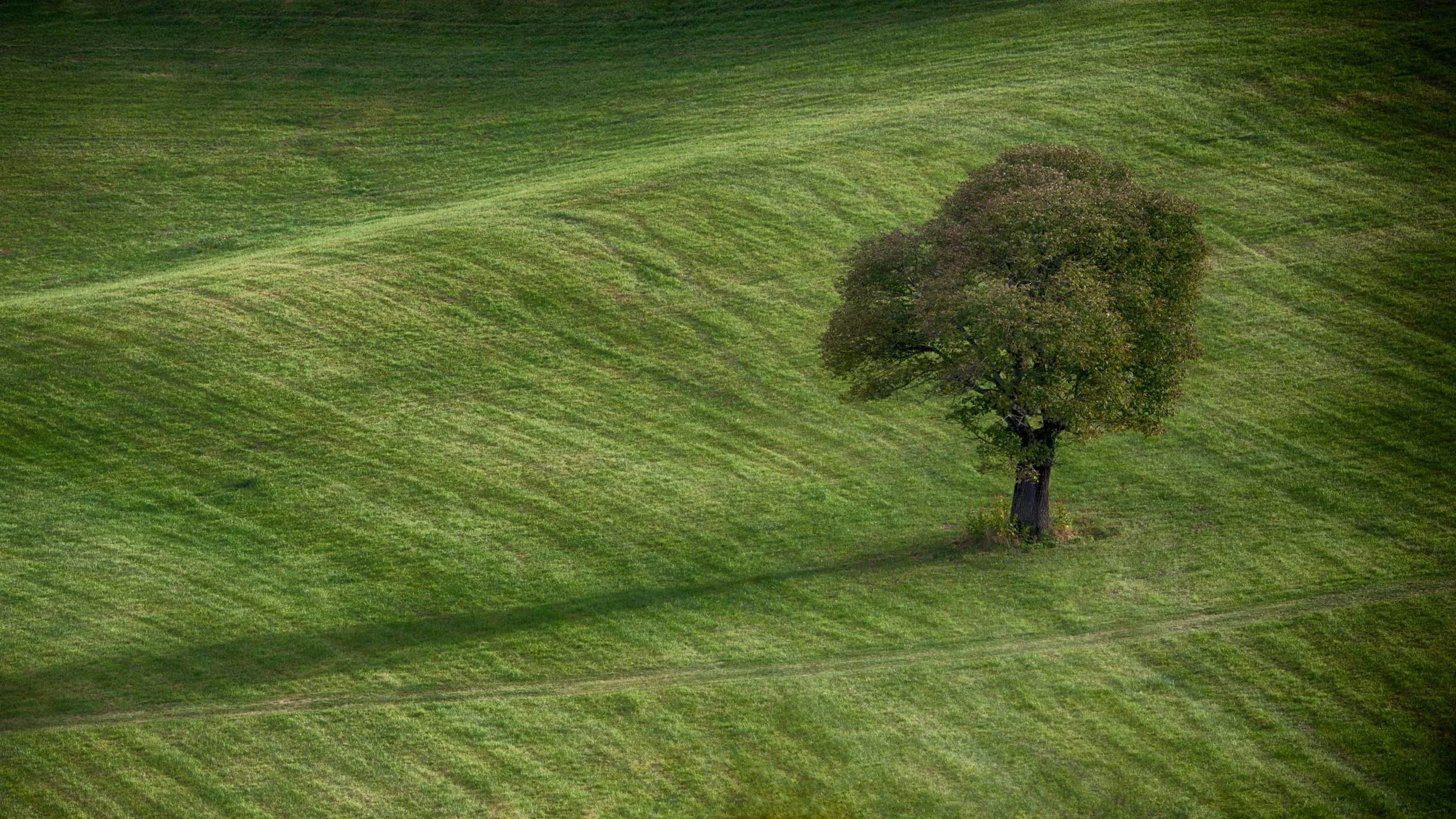 Tree WEB.jpg