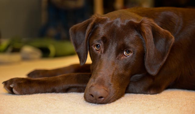 Juno is the official mascot of Scenic Traverse Photography. She tried very hard to help with this camping project!