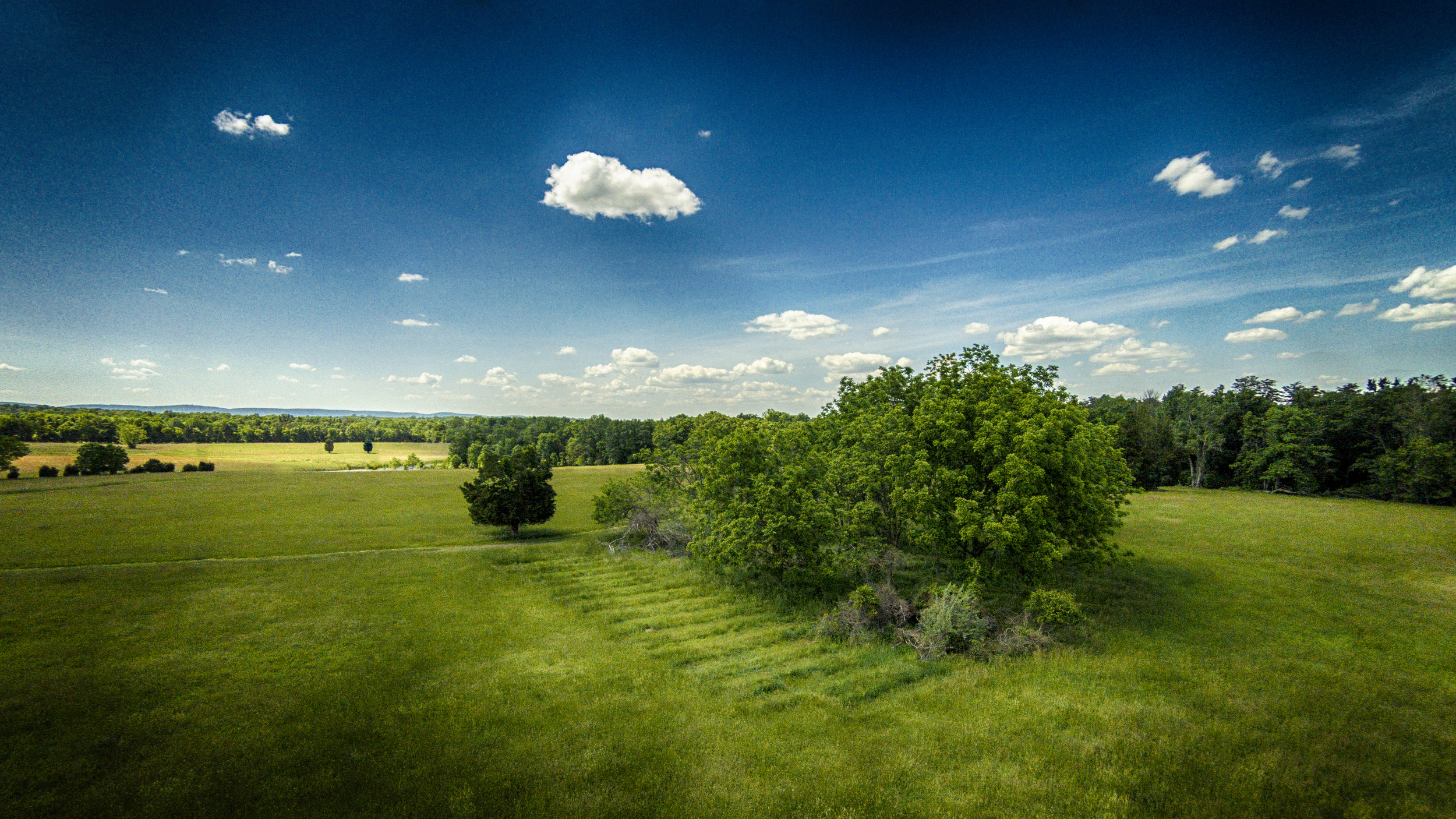 A cluster of trees in the Manassas Battlefield