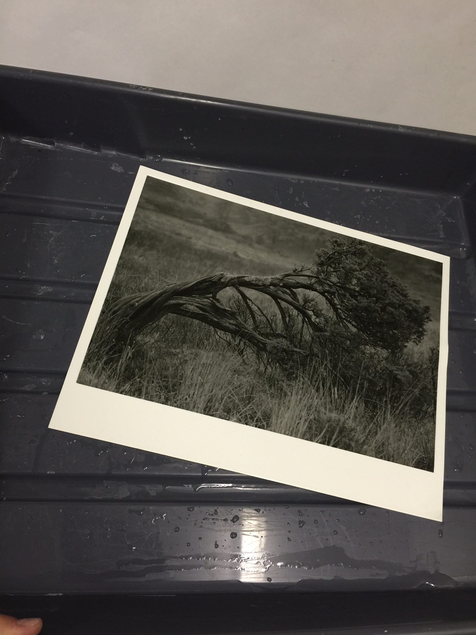 One of my prints (this is "Dali's Tree") in the day and being reviewed in the daylight after developing.