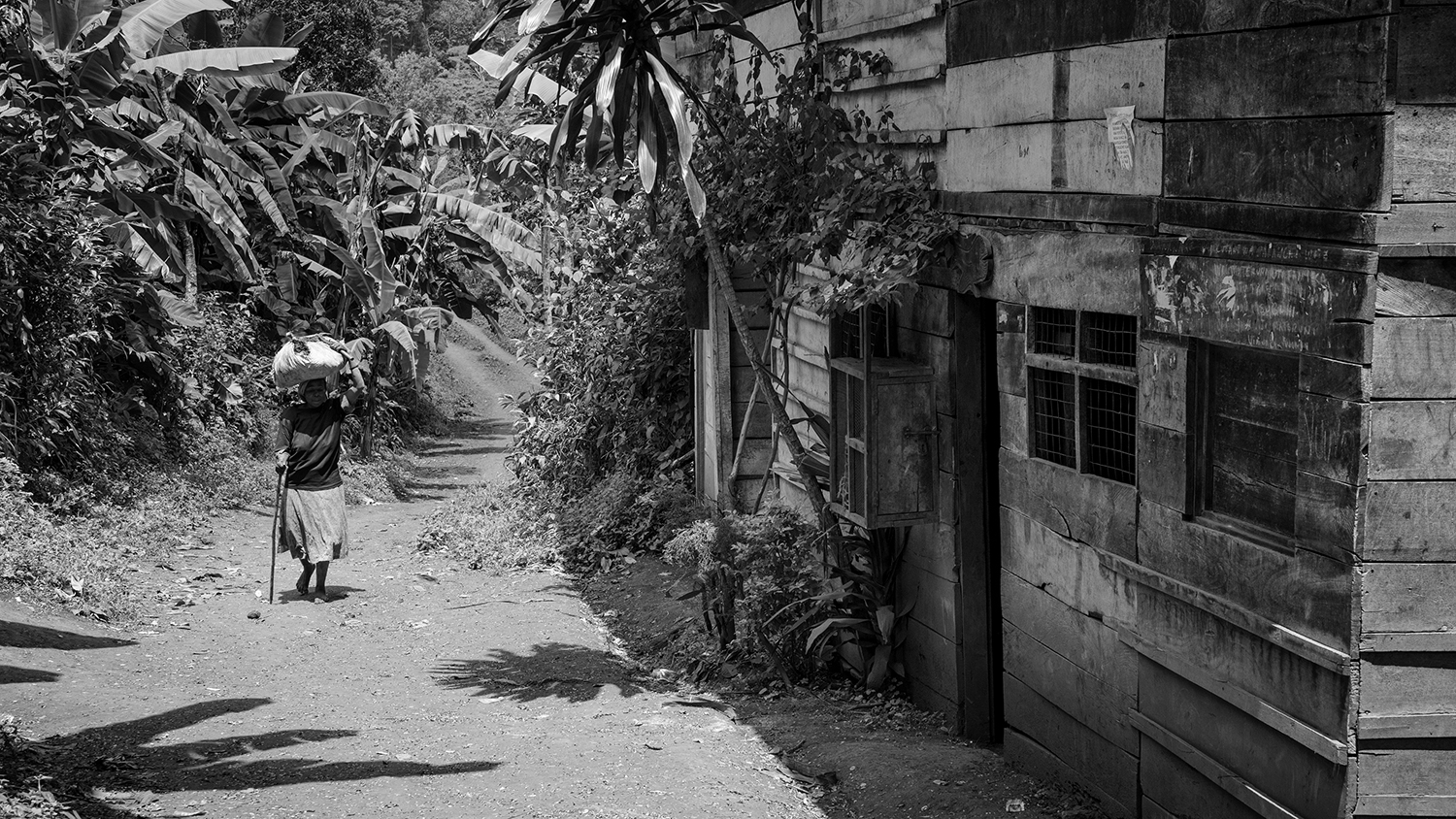 A woman carrying a bunch of grasses over her head as she walks home to feed her cattle. Many cattle live in the huts with the family, so the food has to be brought to the cattle. 