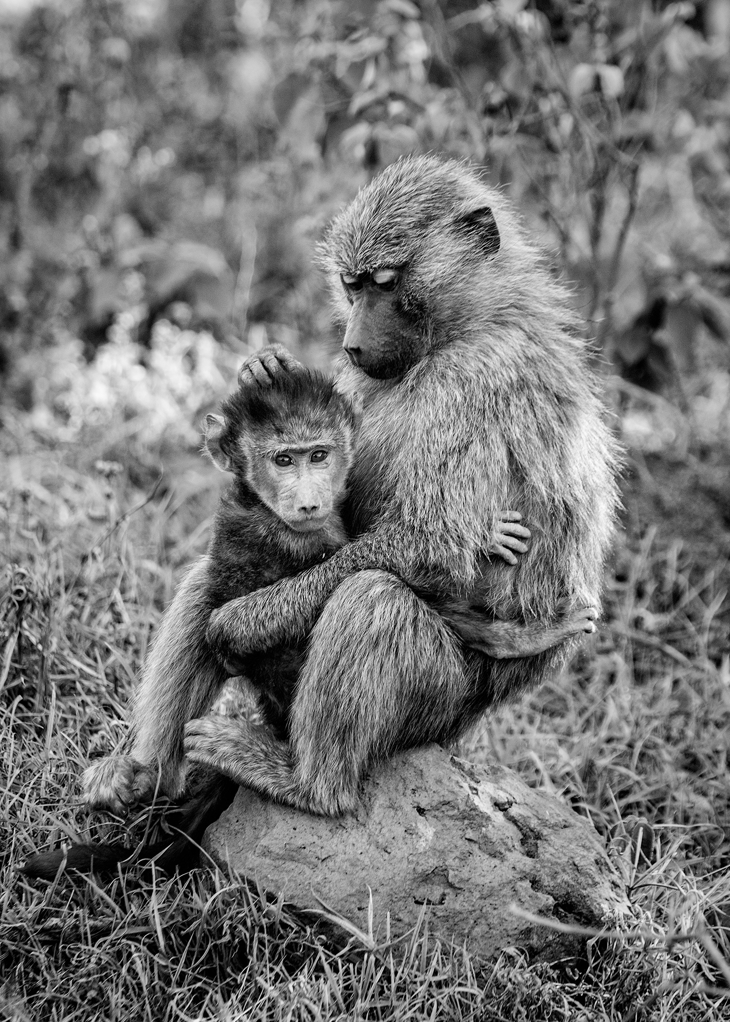 Momma and baby baboon sitting on a rock in Arusha National Park. The mom was preening while the youngster kept a nervous eye on us.