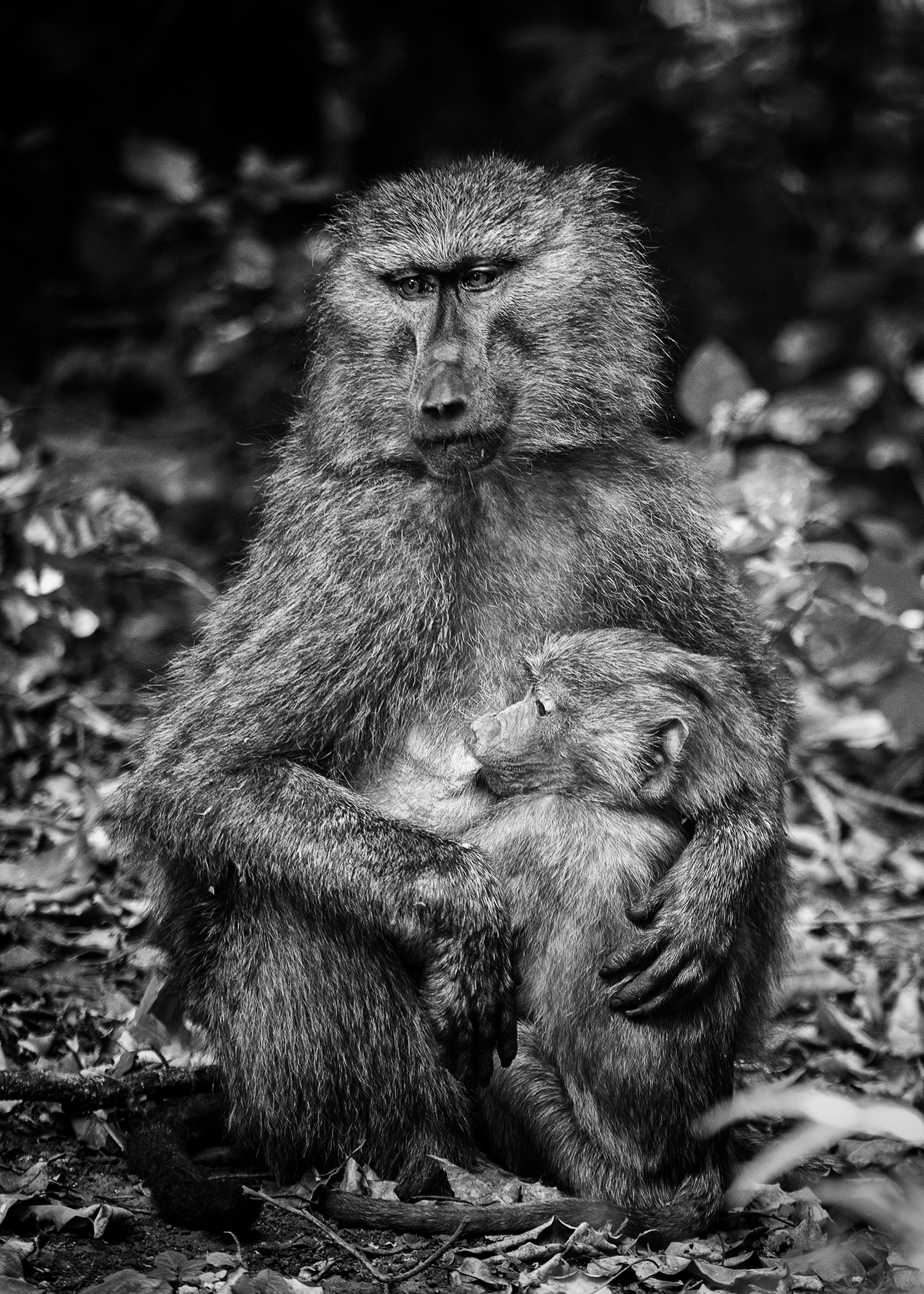 Another mother baboon breast feeding her young