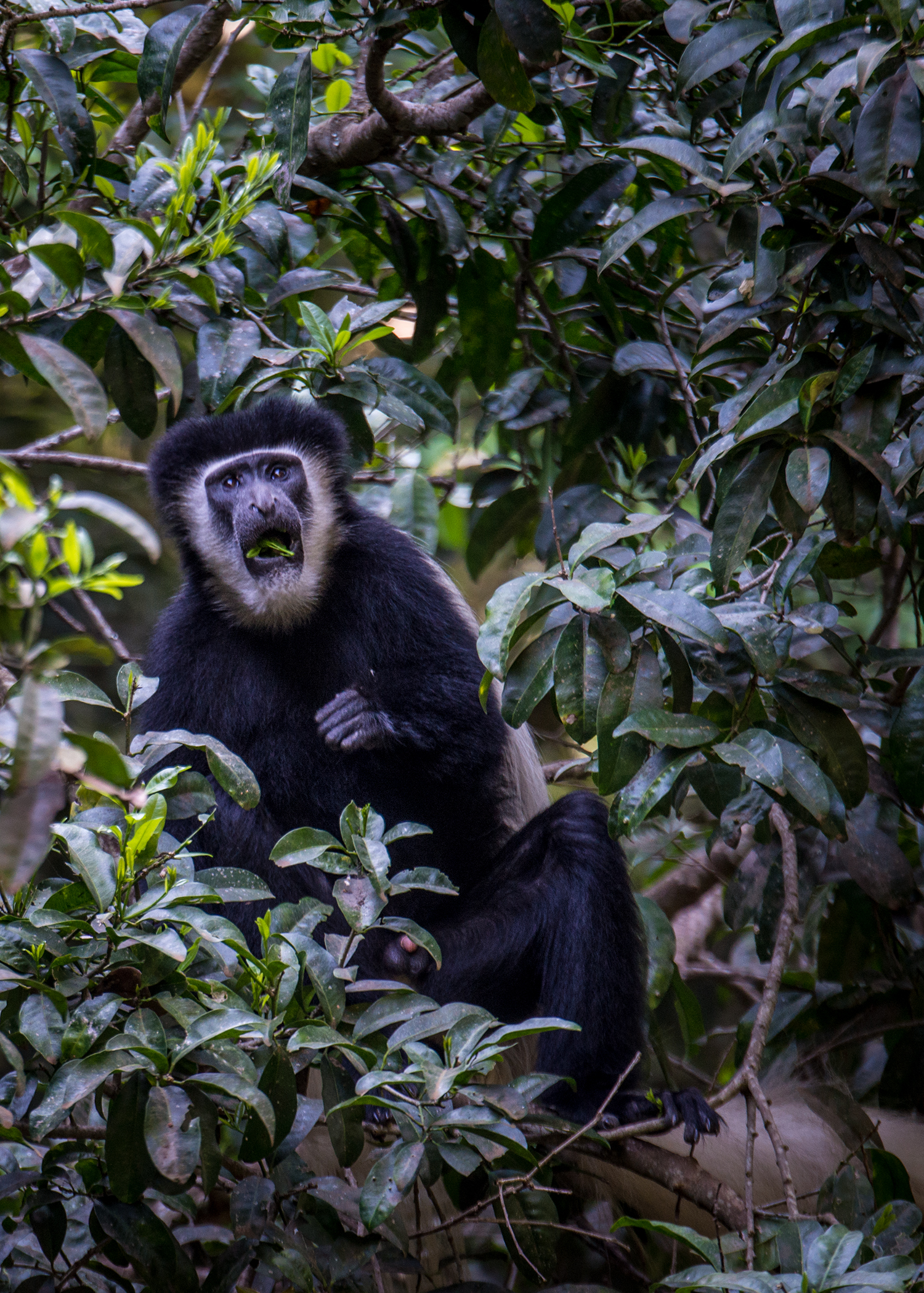 The Colobus Monkey is less common for visitors to spot, so we were very fortunate to have some cooperative monkey business to watch. The Colobus Monkey is known for being a great jumper and we witnessed our fair share of that being demonstrated.