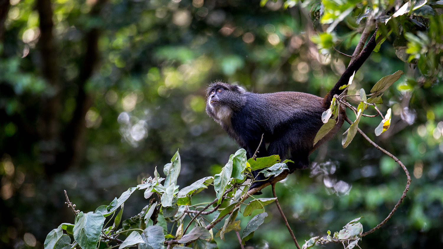A little Sykes Monkey eyeing a branch and contemplating if he could make the jump for more leaves to nibble. 