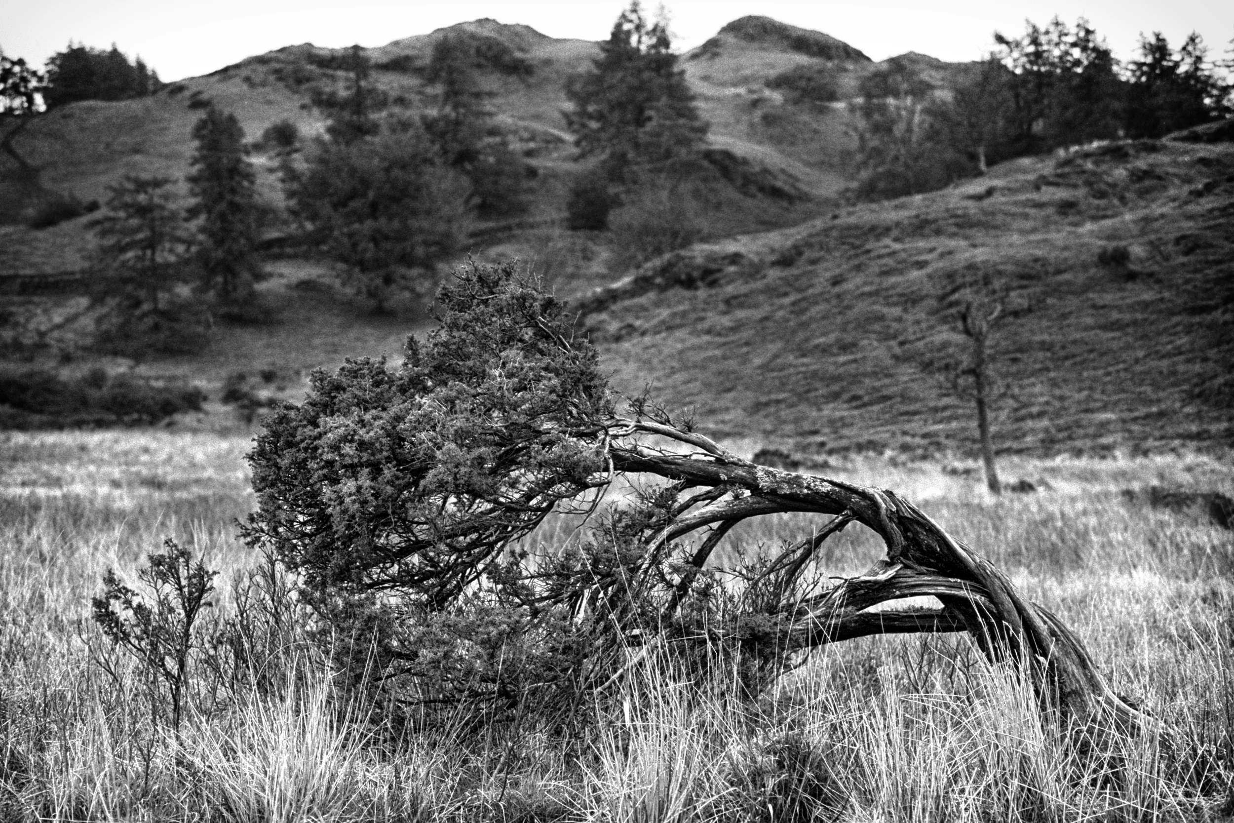 Dali's Tree @ 35mm
