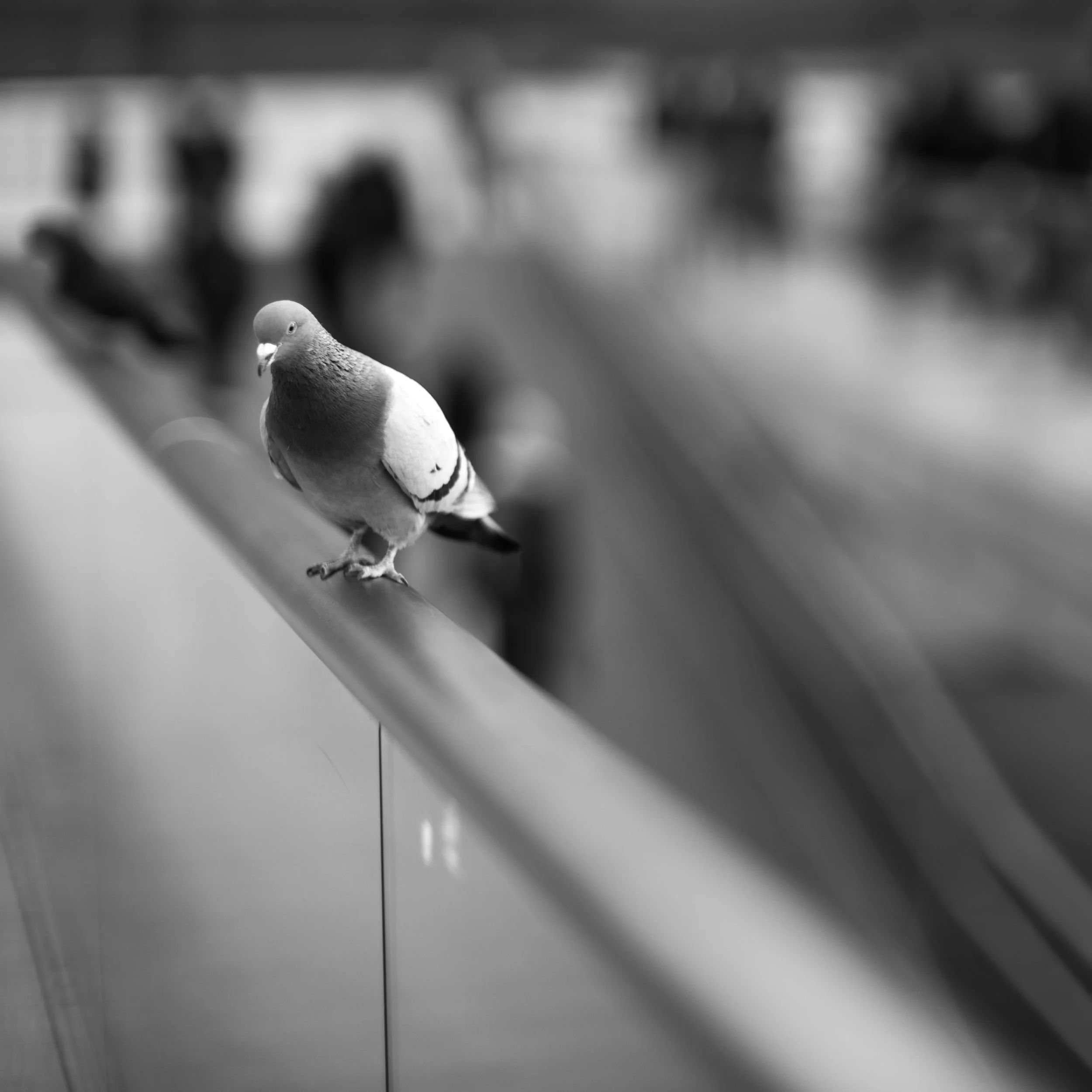 The pigeon, which is in focus, provides a great sense of how quickly focus melts from the subject