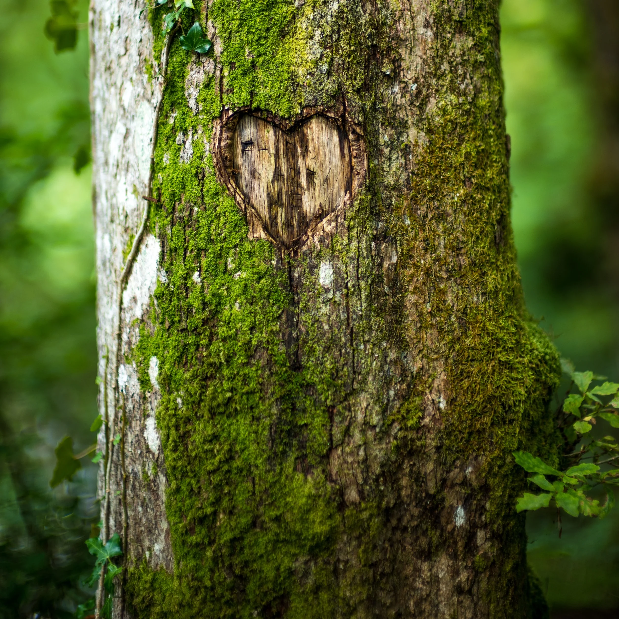 I don't like seeing people defile nature by carving their initials into a tree; however, this tree has aged significantly since it was carved with the heart, and the aging bark around it really contrasted nicely. I broke down and took the photograph.....