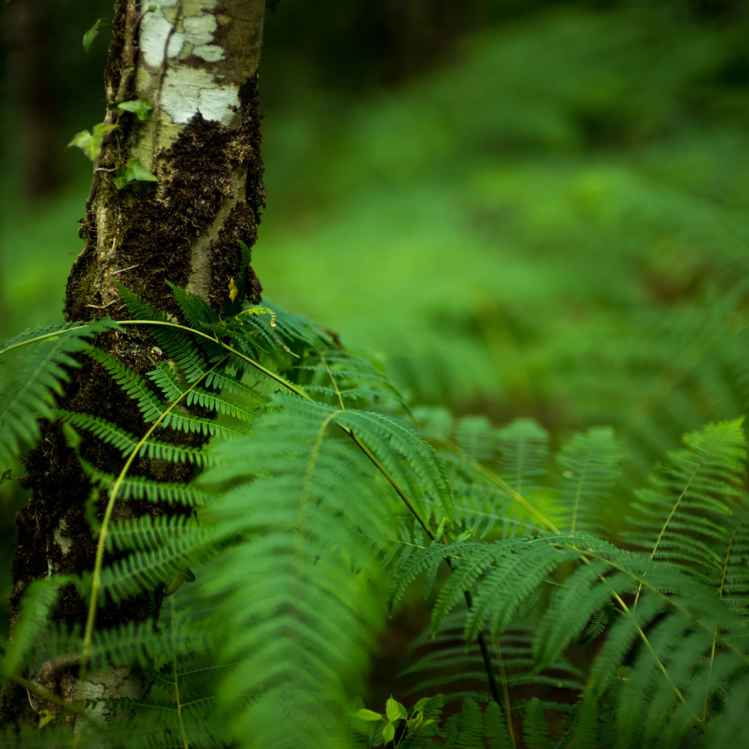 Here I'm back to my f/0.95 ways! I love how the ferns disappear into the background, while one fern reaches out to touch the viewer in the foreground. At an aperture like f/8, this image would have seemed very harsh..... But the Noctilux gives the dreamy quality to make this feel like it was photographed in a dream.