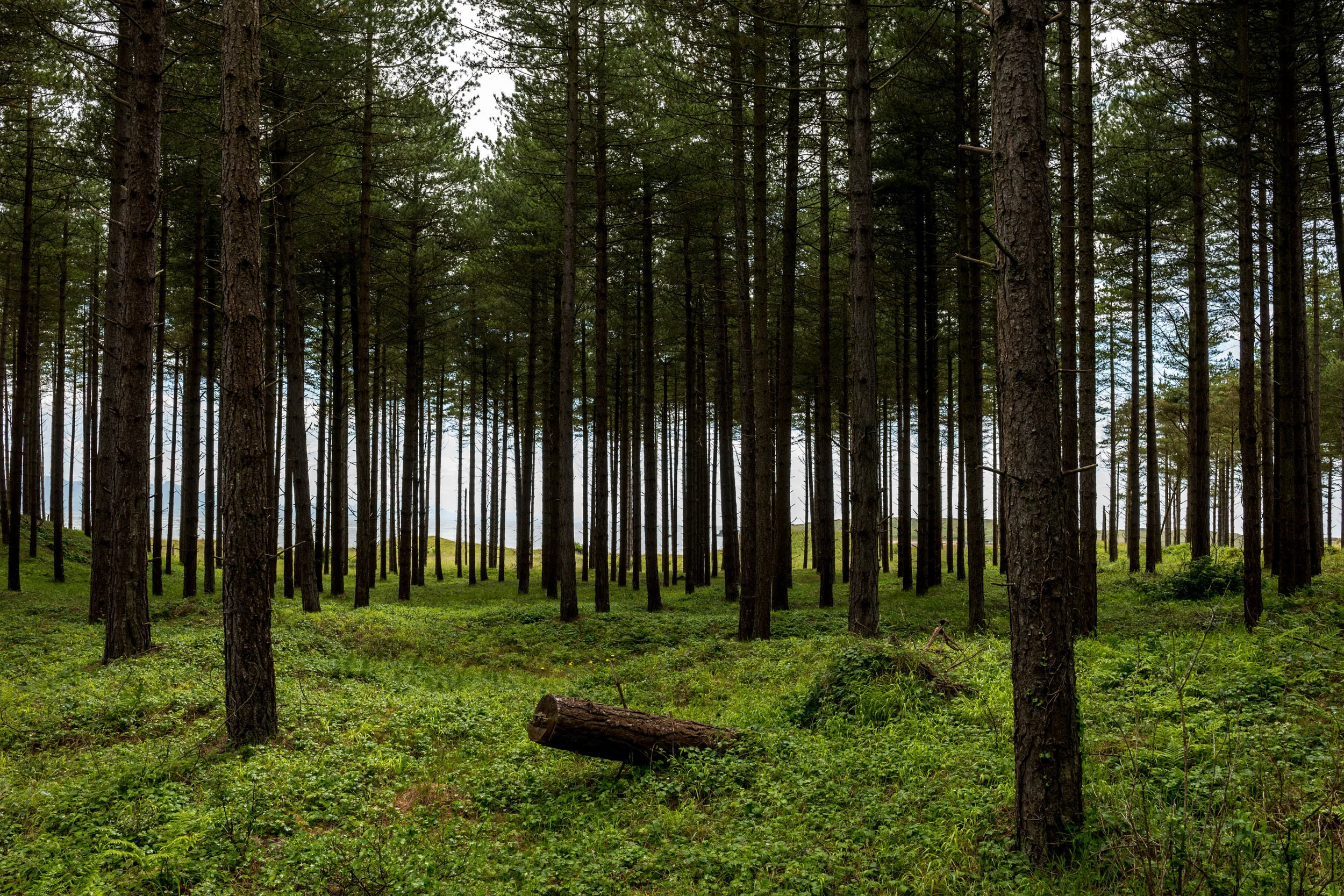 The beachside forrest that surrounds Llanddwyn Island