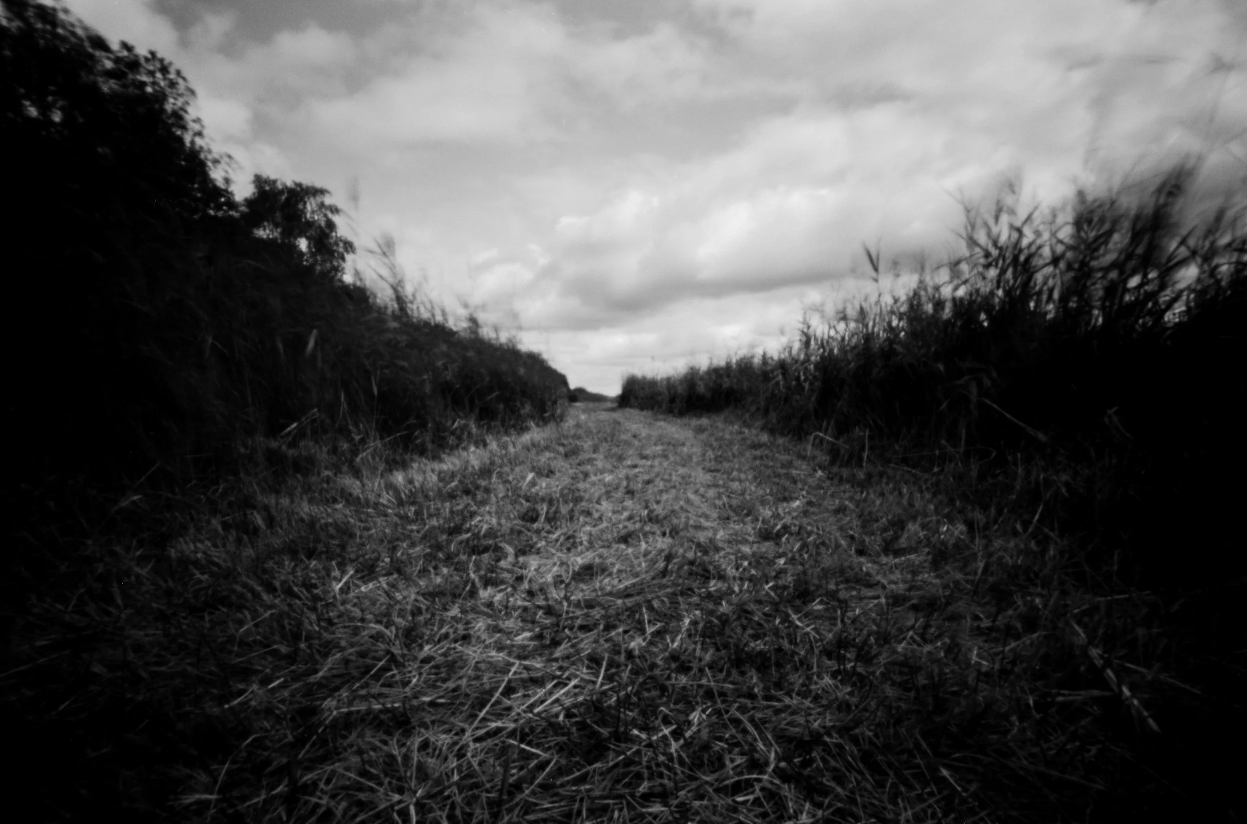 This image has a almost frightening characteristic to it - like it is an excerpt from a scary movie. In reality, it was a beautiful summers day in Cambridge, England! 
